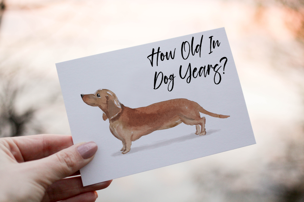 Dachshund Dog Birthday Card, Dog Birthday Card - Click Image to Close